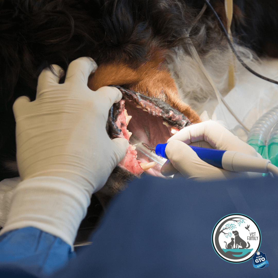 La Importancia de la Salud Dental en Nuestras Mascotas
