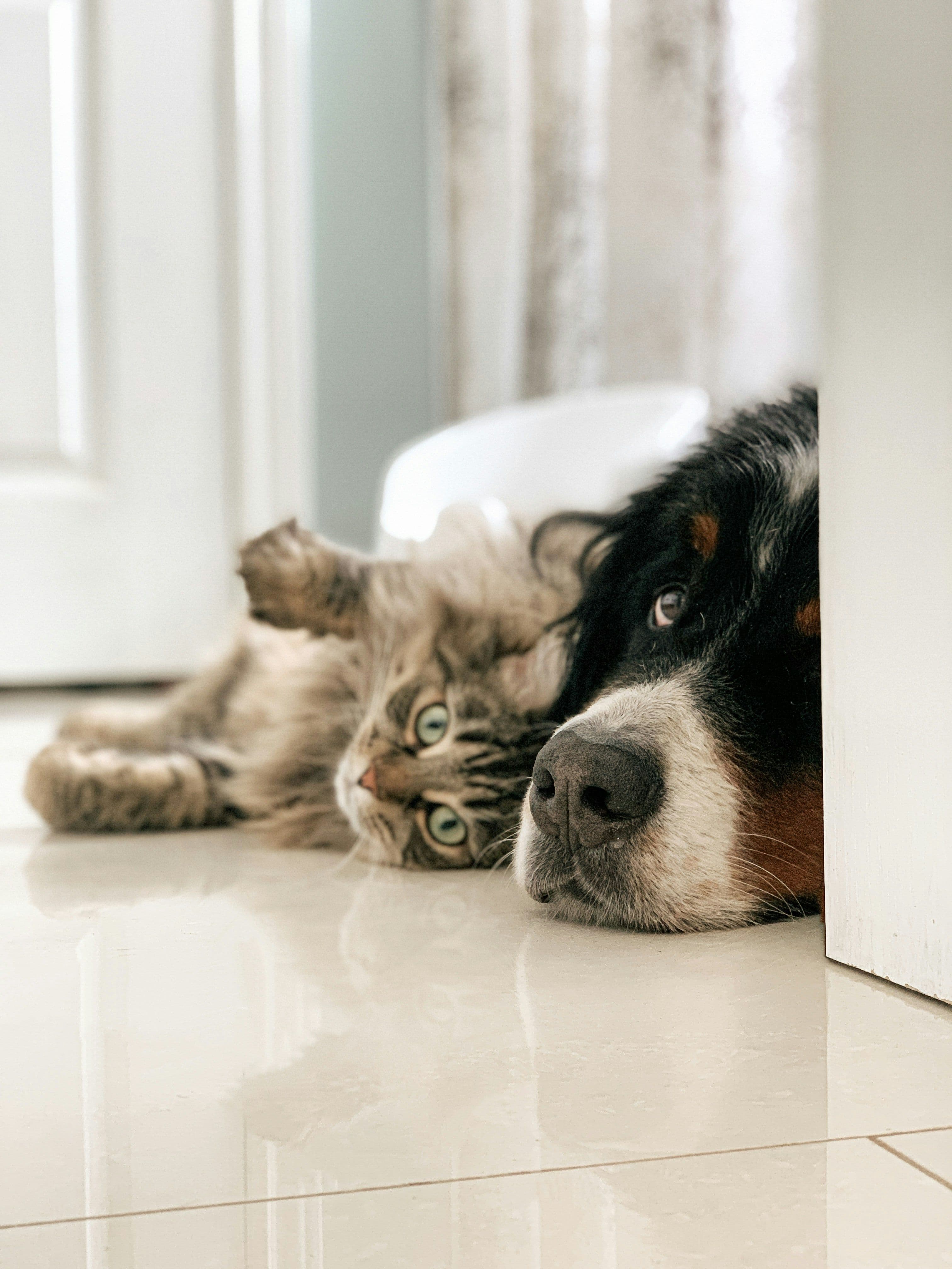 Desparasitación en Mascotas: Cuidado Esencial para su Bienestar 🐾💊