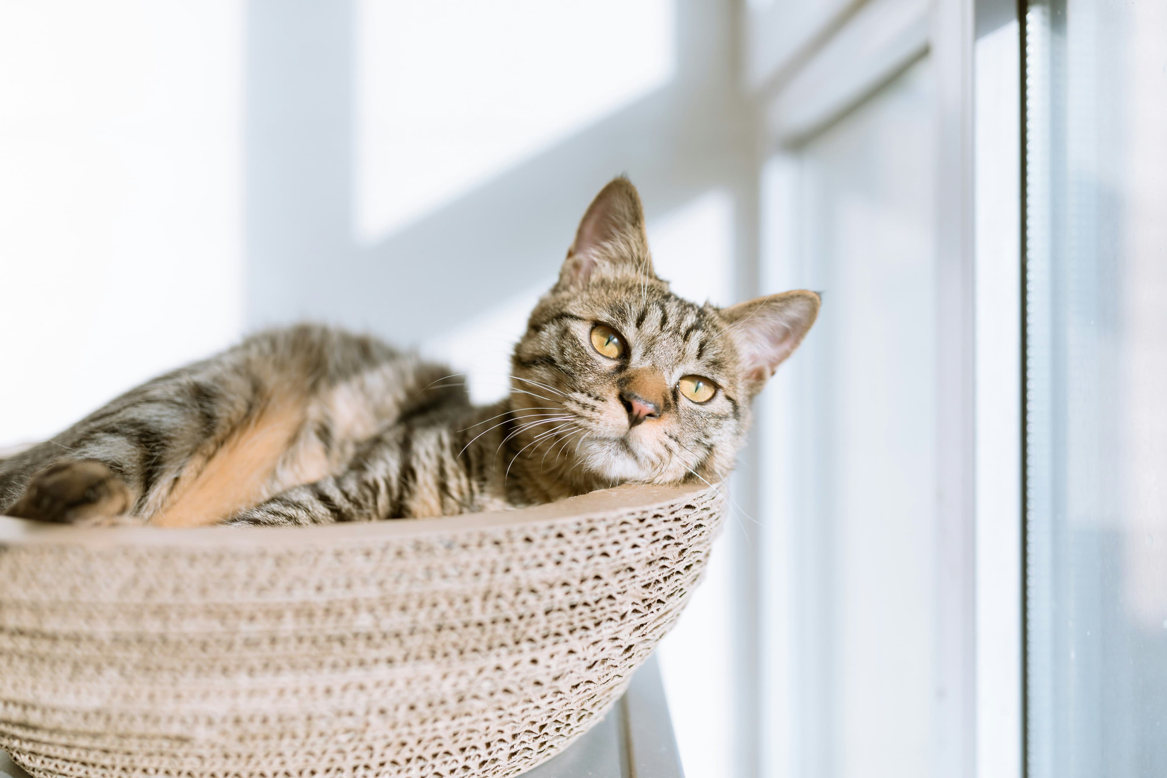 Los 10 Cuidados Esenciales para tu Gato: Un Manual de Bienestar Felino