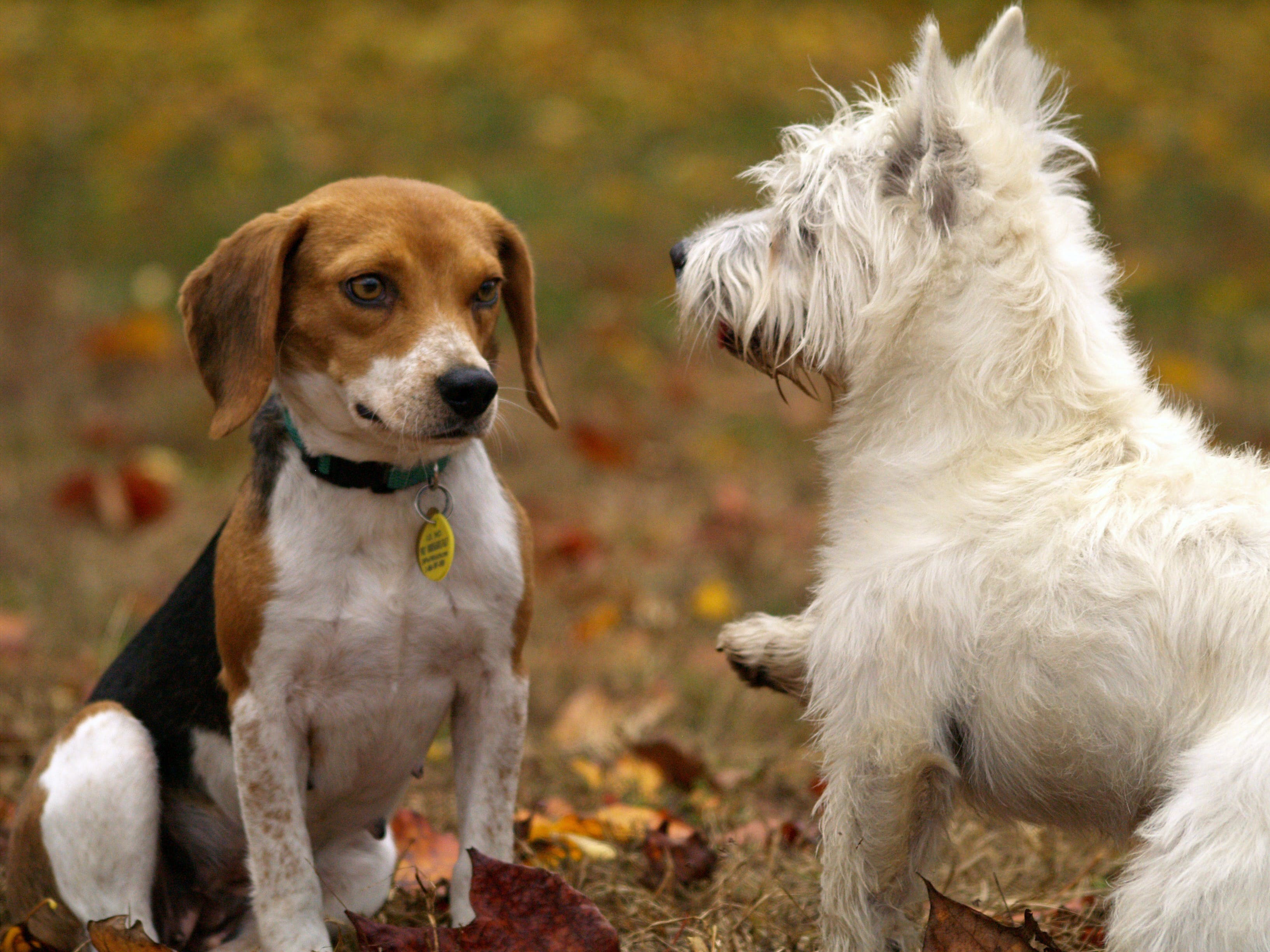 🐾 Explorando el Fascinante Mundo Canino: Más Allá del Ladrido 🐶