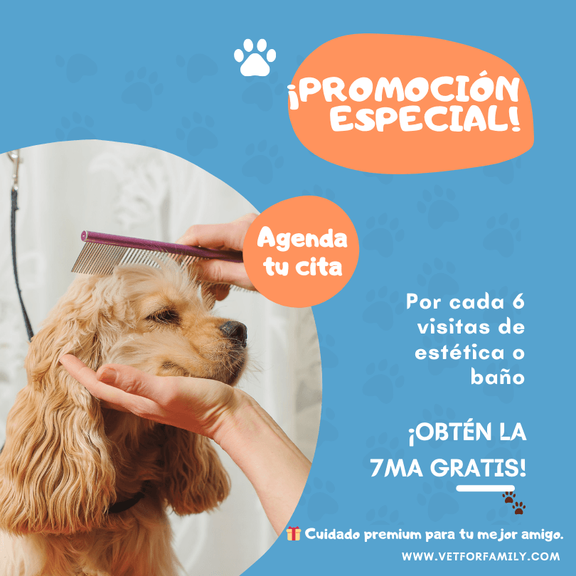 ¡Promoción Especial!